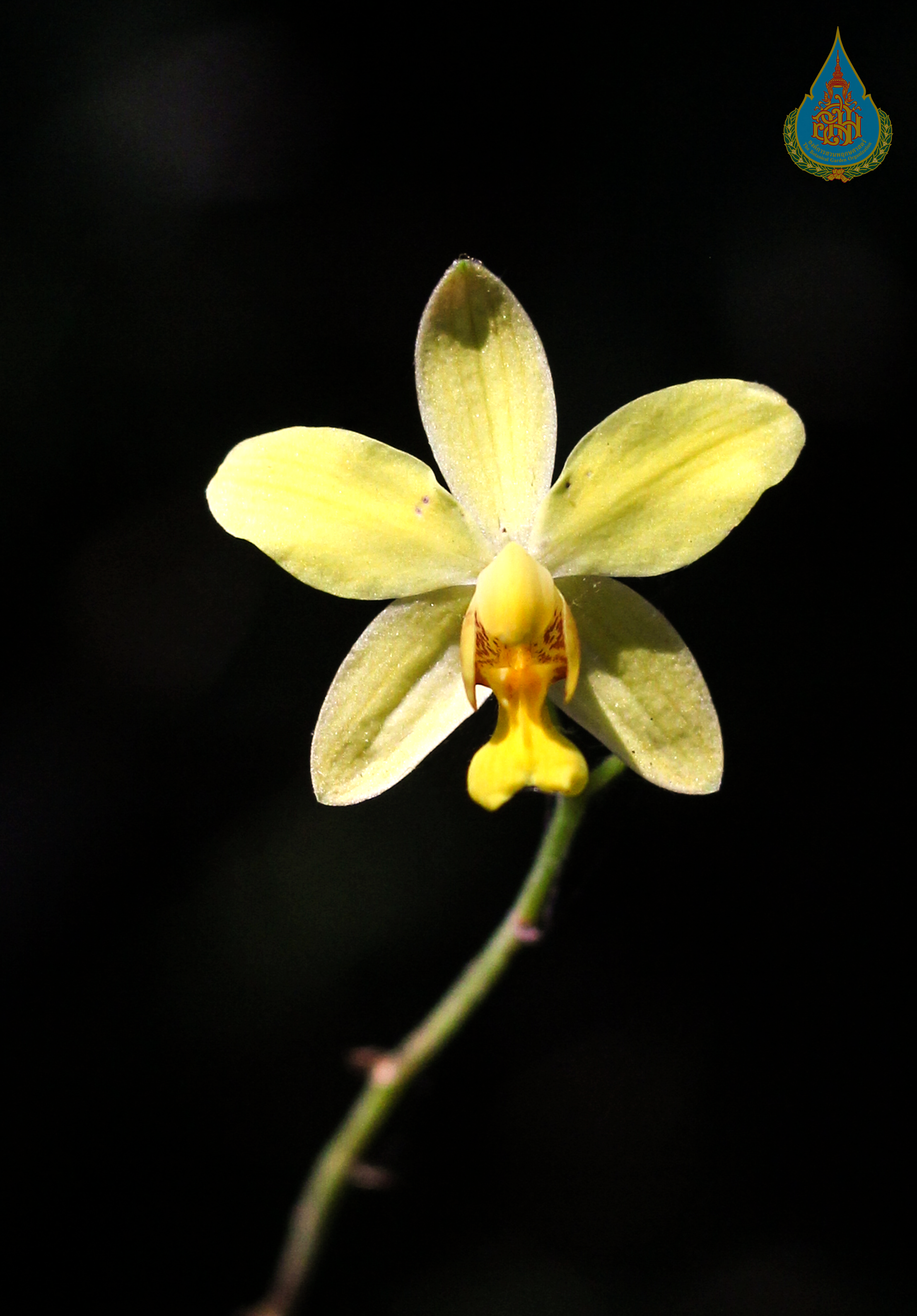 เอื้องเหลืองพิศมร Spathoglottis pubescens Lindl.<br/>ORCHIDACEAE
